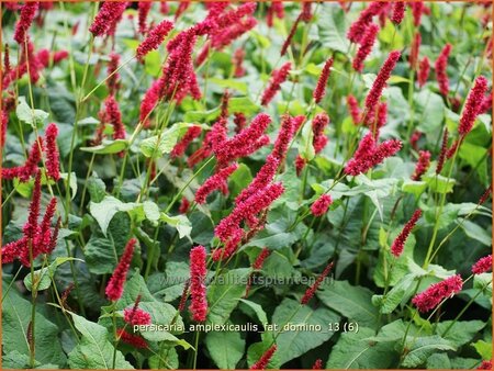 Persicaria amplexicaulis &#39;Fat Domino&#39;