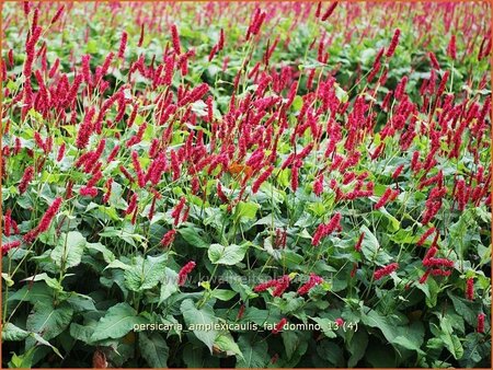 Persicaria amplexicaulis &#39;Fat Domino&#39;