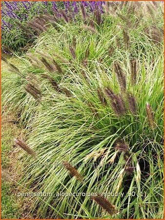 Pennisetum alopecuroides &#39;Moudry&#39;