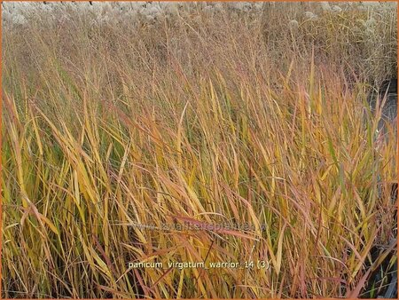 Panicum virgatum &#39;Warrior&#39;