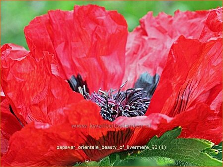 Papaver orientale &#39;Beauty of Livermere&#39;