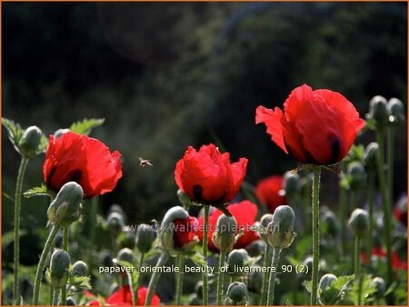 Papaver orientale &#39;Beauty of Livermere&#39;