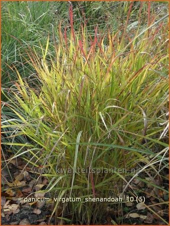 Panicum virgatum &#39;Shenandoah&#39;