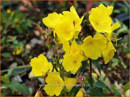 Oenothera fruticosa &#39;Fyrverkeri&#39;