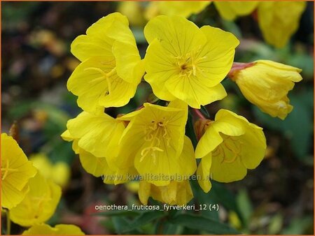 Oenothera fruticosa &#39;Fyrverkeri&#39;