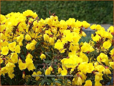 Oenothera fruticosa &#39;Sonnenwende&#39;