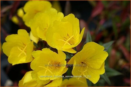 Oenothera fruticosa &#39;Sonnenwende&#39;