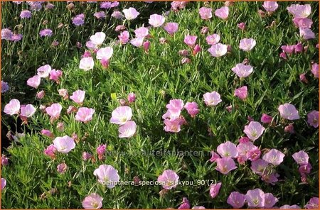 Oenothera speciosa &#39;Siskiyou&#39;