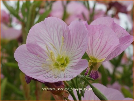 Oenothera speciosa &#39;Siskiyou&#39;