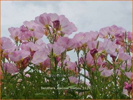 Oenothera speciosa &#39;Siskiyou&#39;