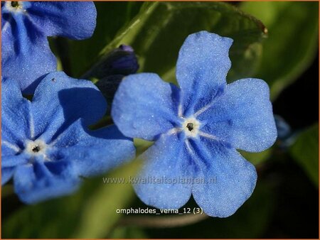 Omphalodes verna