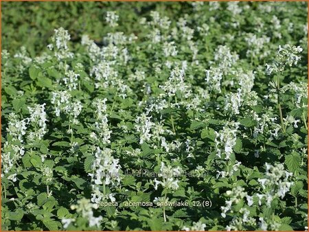 Nepeta racemosa &#39;Snowflake&#39;