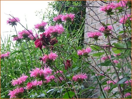 Monarda &#39;Twins&#39;