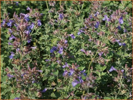 Nepeta faassenii &#39;Grol&#39;