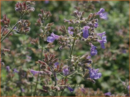 Nepeta faassenii &#39;Grol&#39;