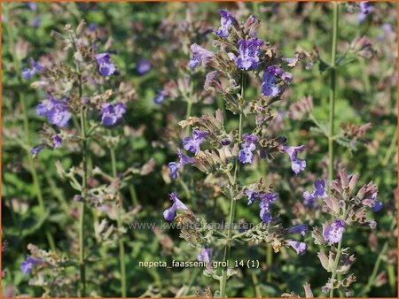 Nepeta faassenii &#39;Grol&#39;