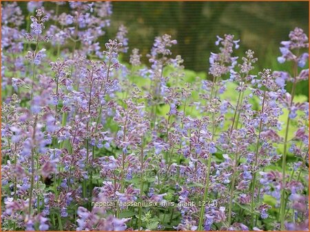 Nepeta faassenii &#39;Six Hills Giant&#39;