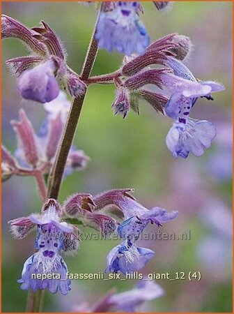 Nepeta faassenii &#39;Six Hills Giant&#39;