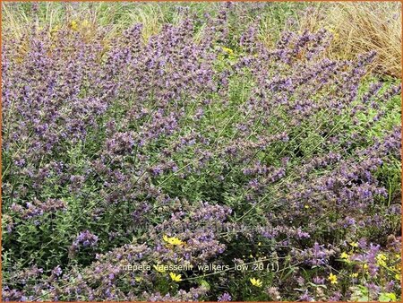 Nepeta faassenii &#39;Walker&#39;s Low&#39;