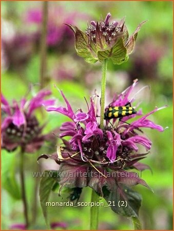 Monarda &#39;Scorpion&#39;