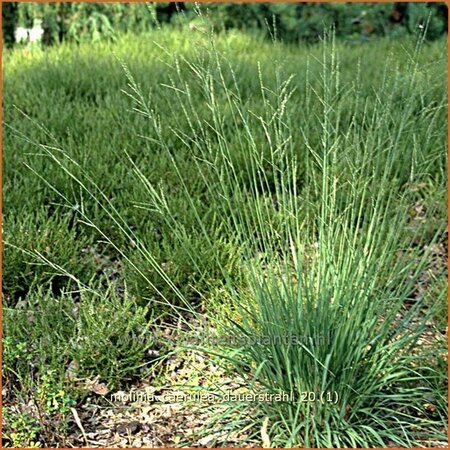 Molinia caerulea &#39;Dauerstrahl&#39;