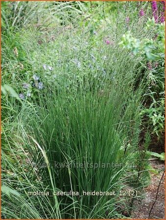 Molinia caerulea &#39;Heidebraut&#39;