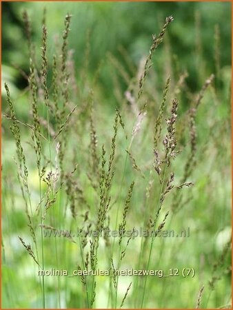 Molinia caerulea &#39;Heidezwerg&#39;