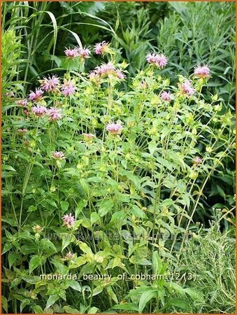 Monarda &#39;Beauty of Cobham&#39;