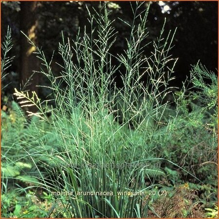 Molinia arundinacea &#39;Windspiel&#39;