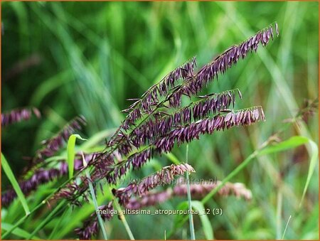 Melica altissima &#39;Atropurpurea&#39;