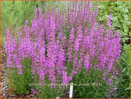 Lythrum virgatum &#39;Dropmore Purple&#39;