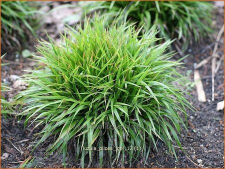 Luzula pilosa 'Igel'