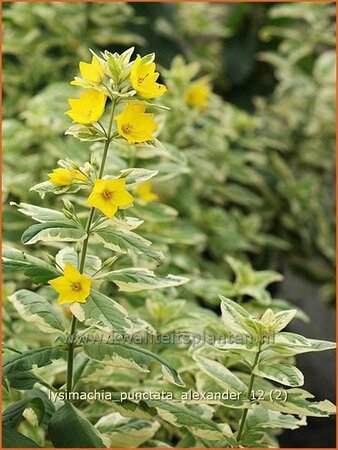 Lysimachia punctata &#39;Alexander&#39;