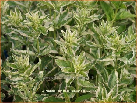 Lysimachia punctata &#39;Alexander&#39;