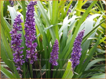 Liriope muscari &#39;Royal Purple&#39;