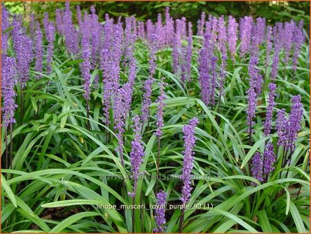 Liriope muscari &#39;Royal Purple&#39;