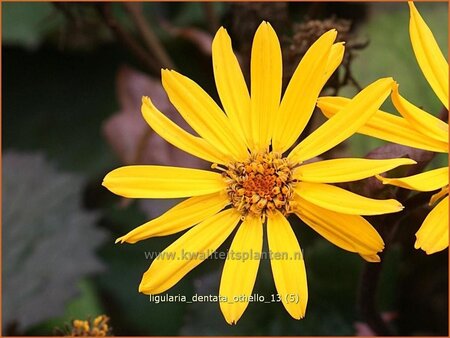 Ligularia dentata 'Othello'