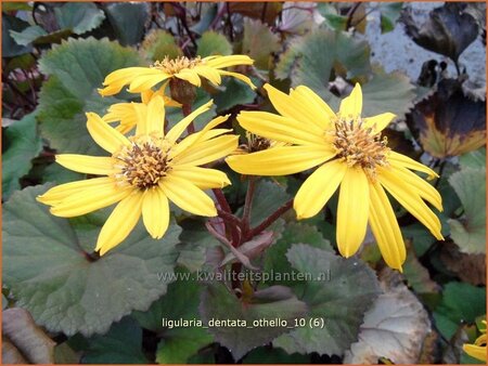 Ligularia dentata 'Othello'