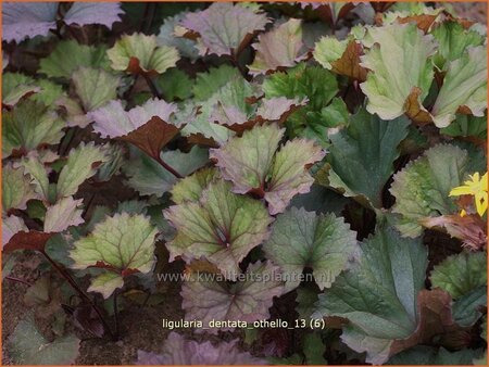 Ligularia dentata 'Othello'