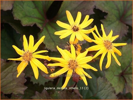 Ligularia dentata 'Othello'