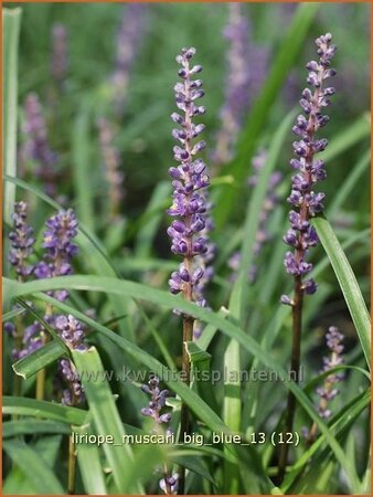 Liriope muscari &#39;Big Blue&#39;