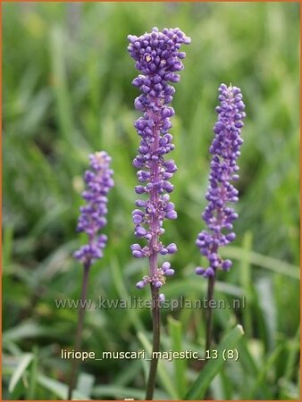 Liriope muscari &#39;Majestic&#39;