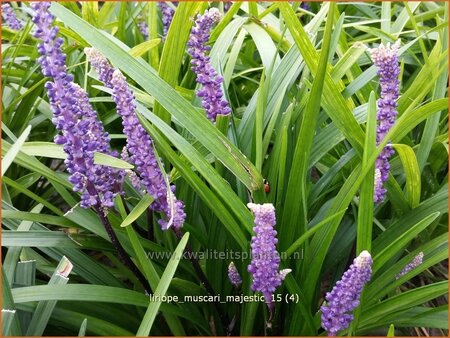 Liriope muscari &#39;Majestic&#39;