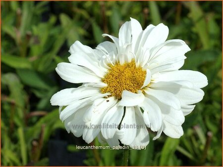 Leucanthemum &#39;Paladin&#39;