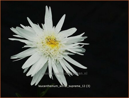 Leucanthemum &#39;Wirral Supreme&#39;