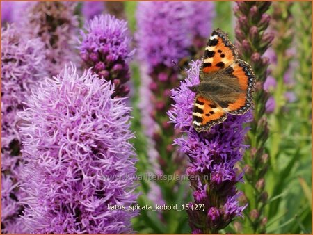 Liatris spicata 'Kobold'