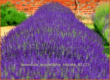 Lavandula angustifolia &#39;Hidcote&#39;