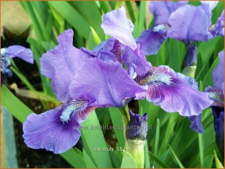 Iris pumila &#39;Truly&#39;