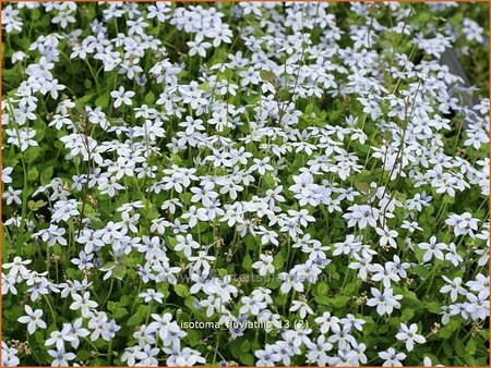 Isotoma fluviatilis