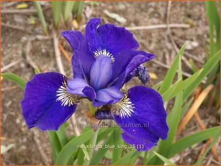 Iris sibirica 'Blue King'